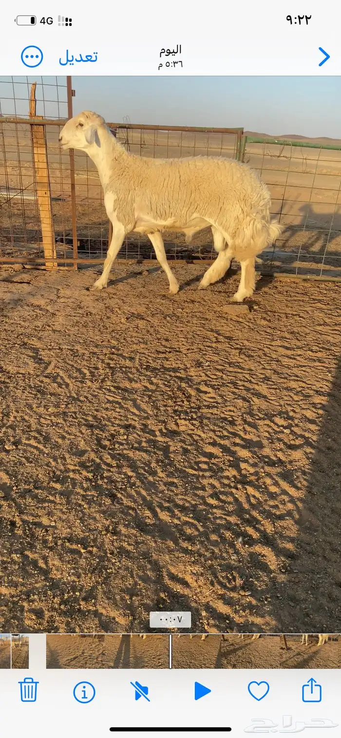 خروف حري فحل 7