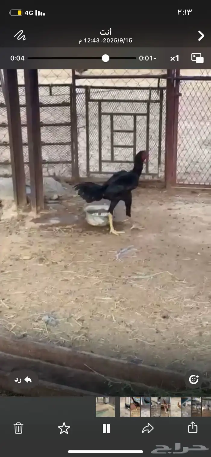 دجاج 4