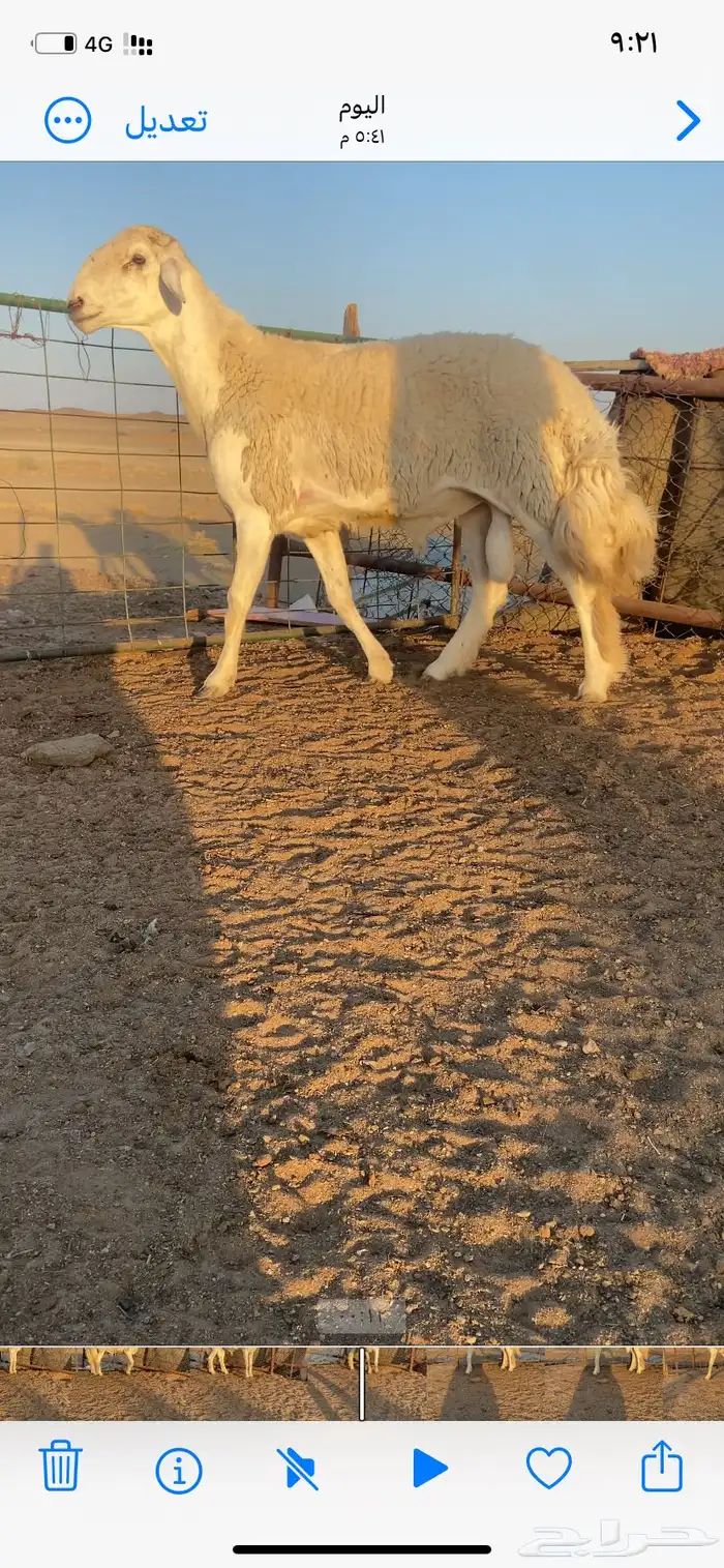 خروف حري فحل 11