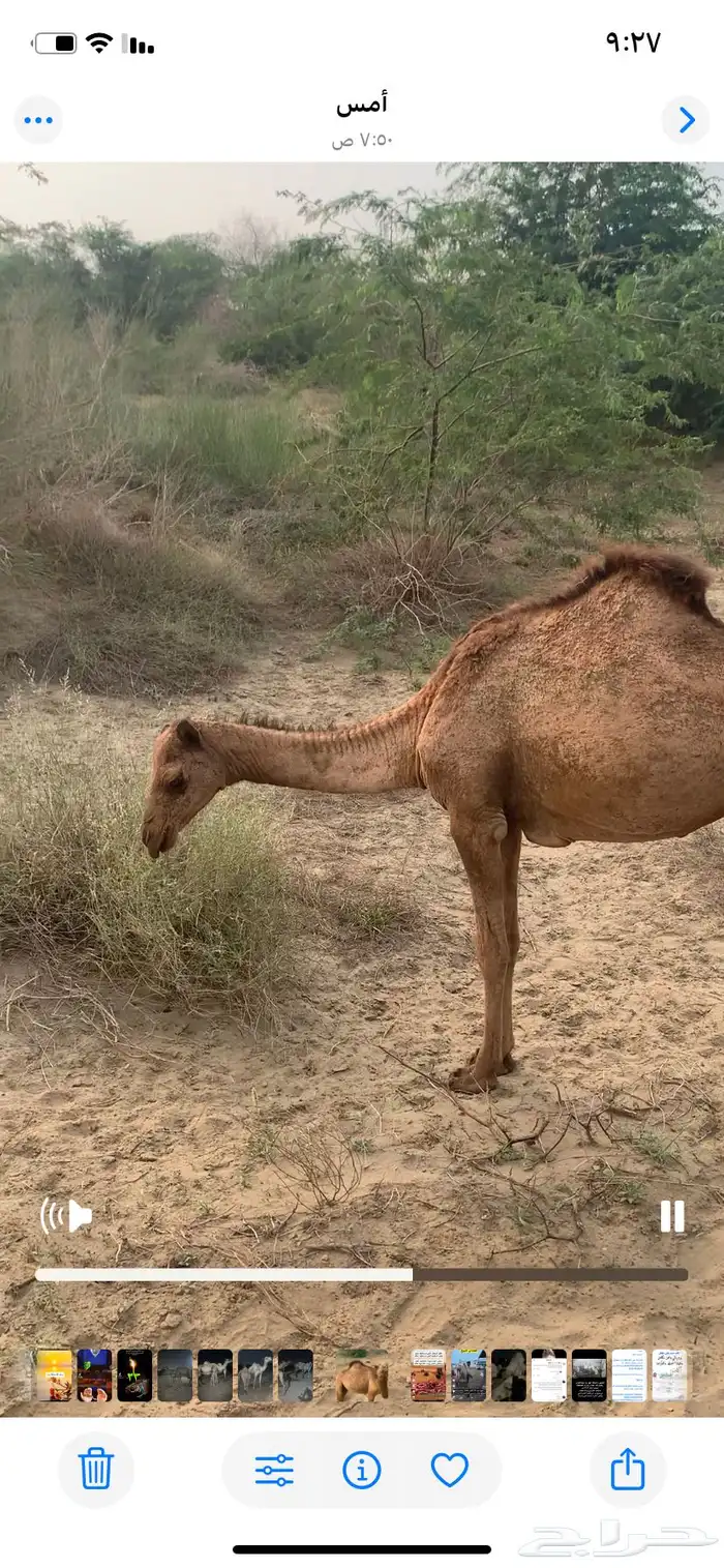بكره ساحليه للبيع 3