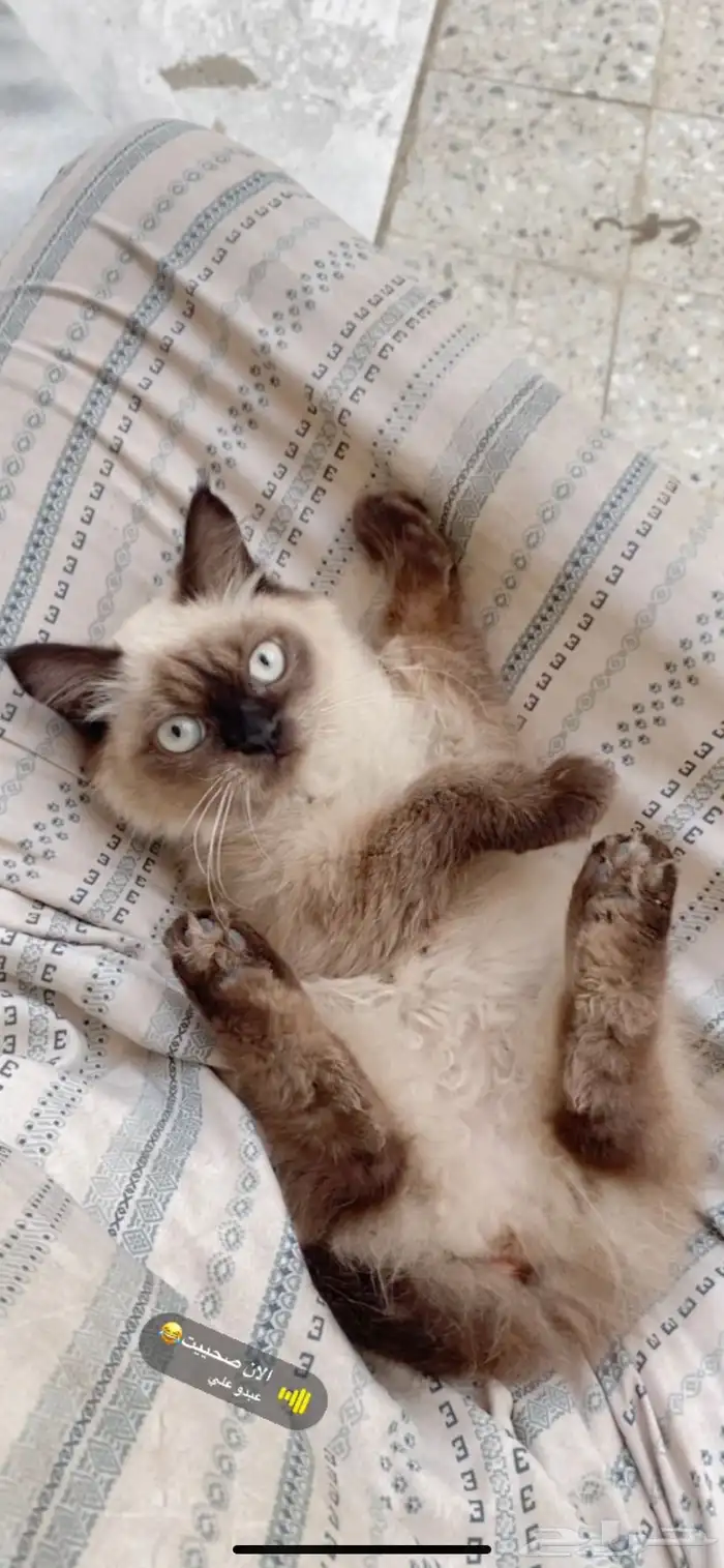 قطه هملايا 1