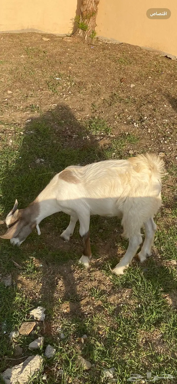 عندي تيوس جذعان سمان وخروف جذع حق مناسبات 4