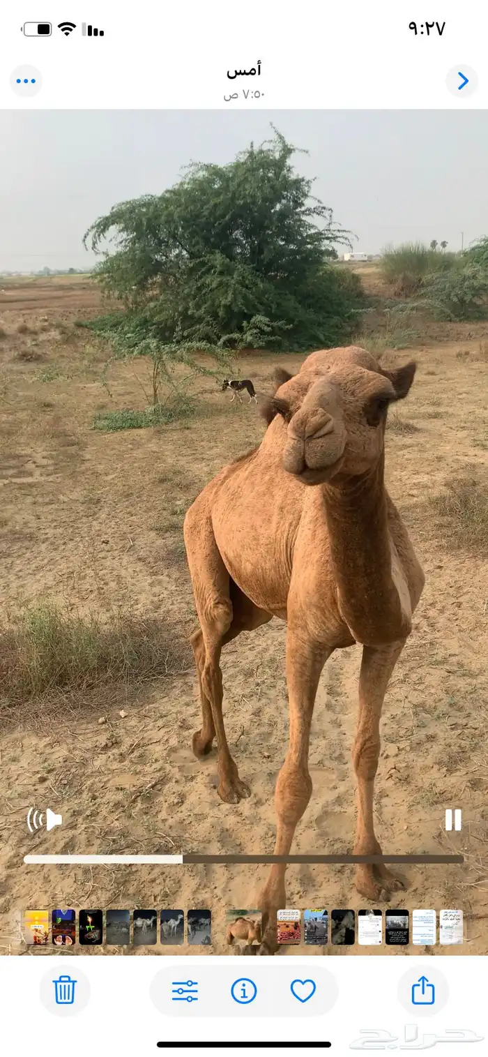 بكره ساحليه للبيع 5