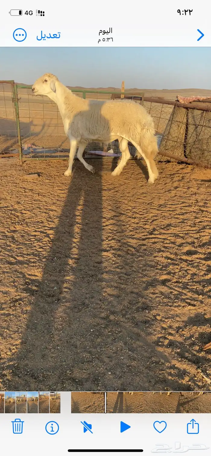 خروف حري فحل 9