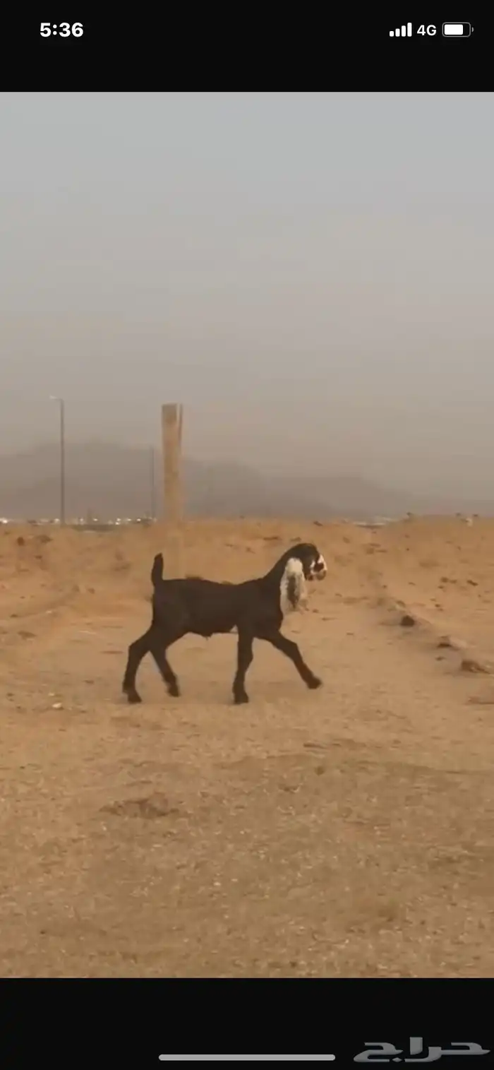 سبعه صخال مسروقه 0