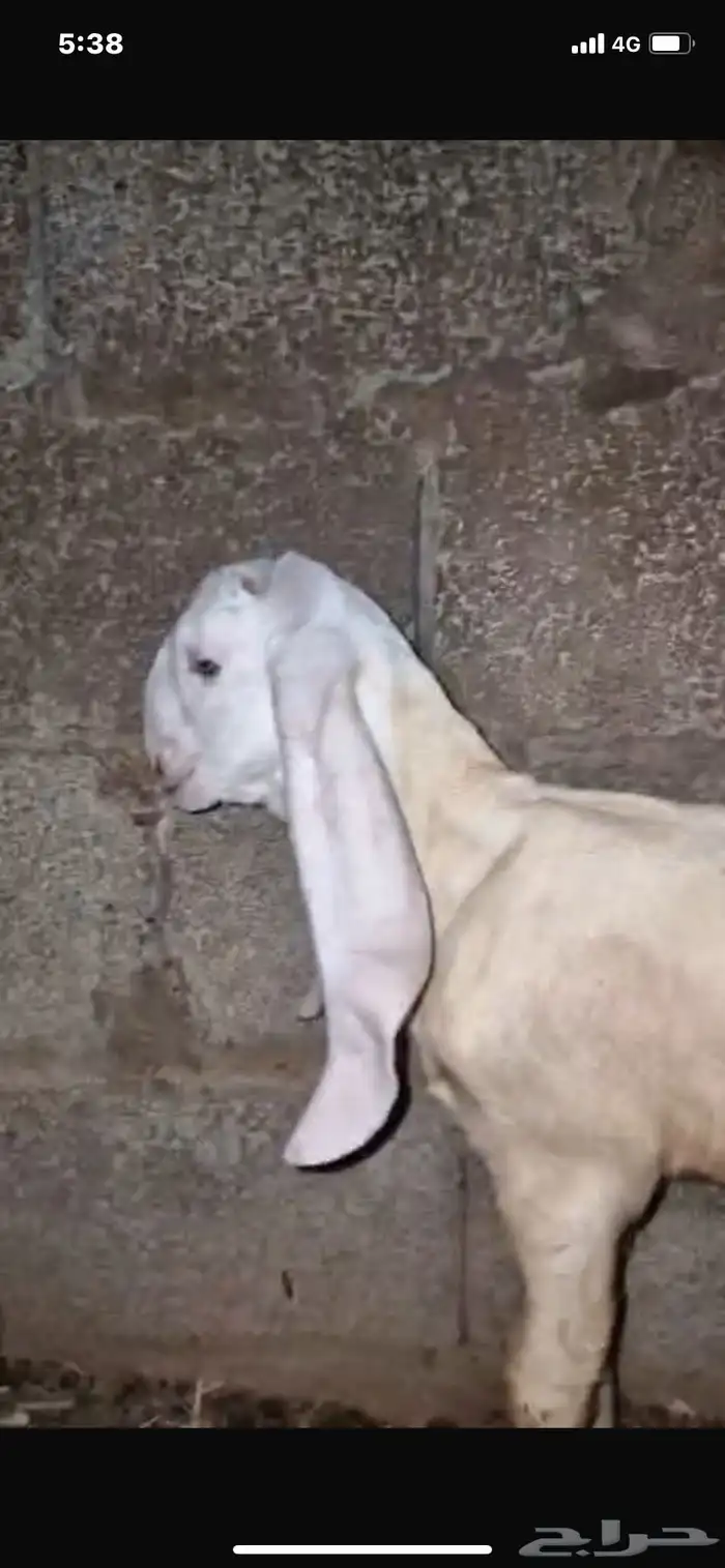 سبعه صخال مسروقه 5