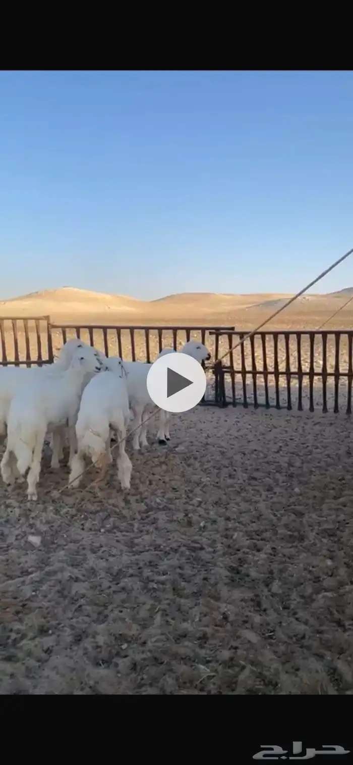 رخال صنف الصنف طيبه جدا مراح واحد انتاج فحول غاليه من غنم ش 0