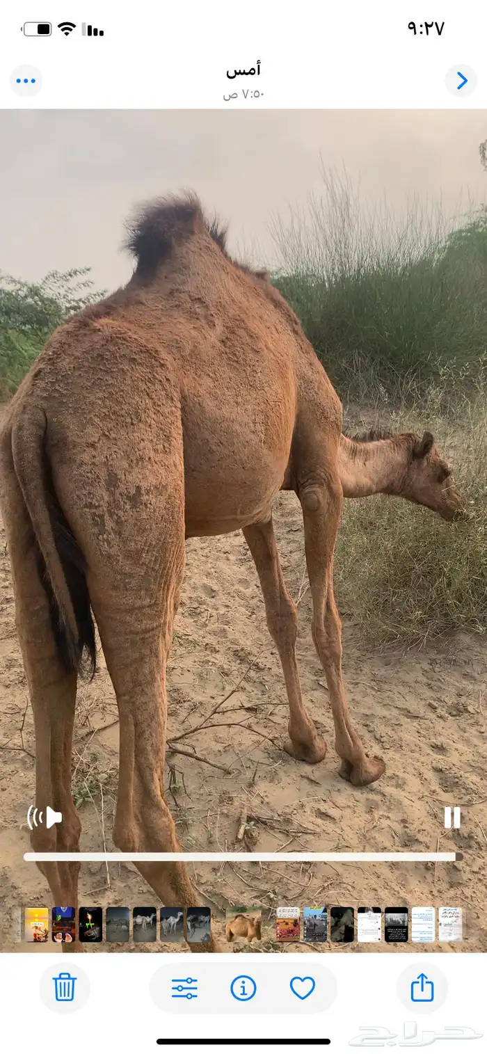 بكره ساحليه للبيع 0