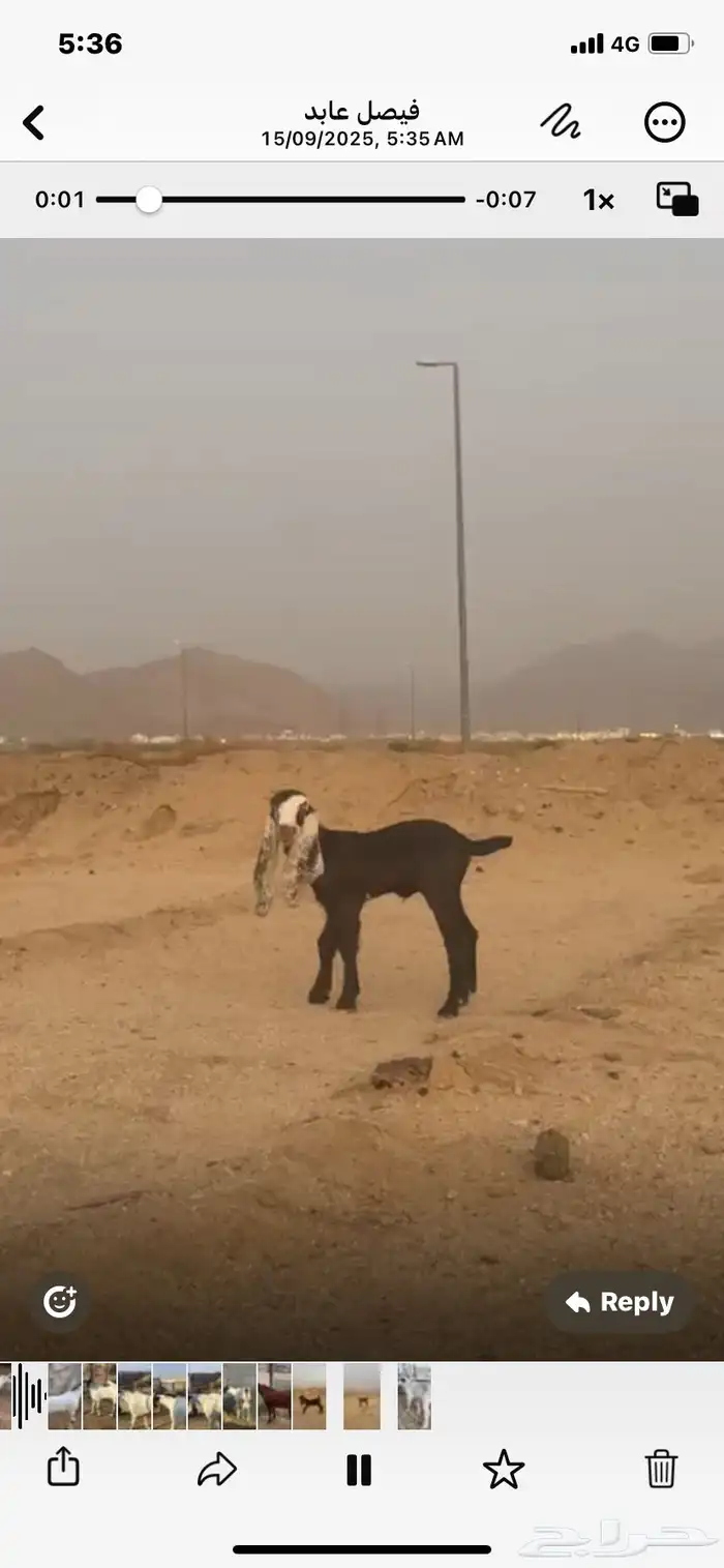 سبعه صخال مسروقه 1