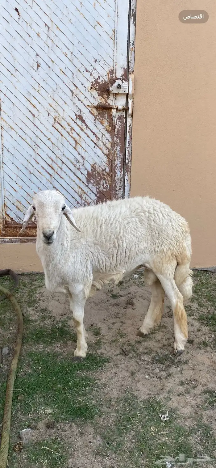 عندي تيوس جذعان سمان وخروف جذع حق مناسبات 0