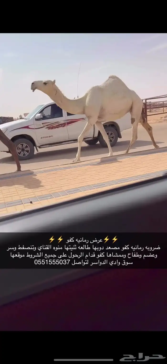 صروبه كفو 0