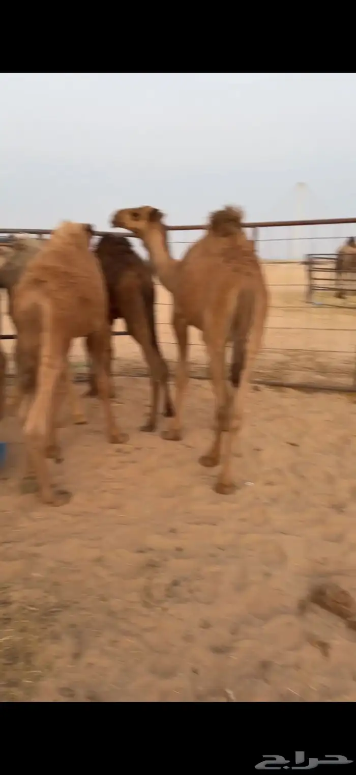 حشو تربيه انظاف 2