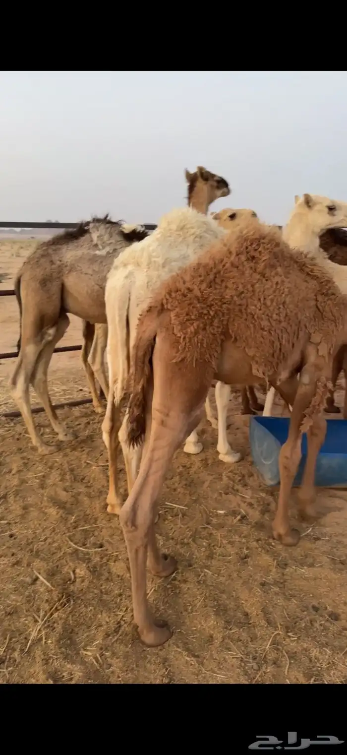 حشو تربيه انظاف 1