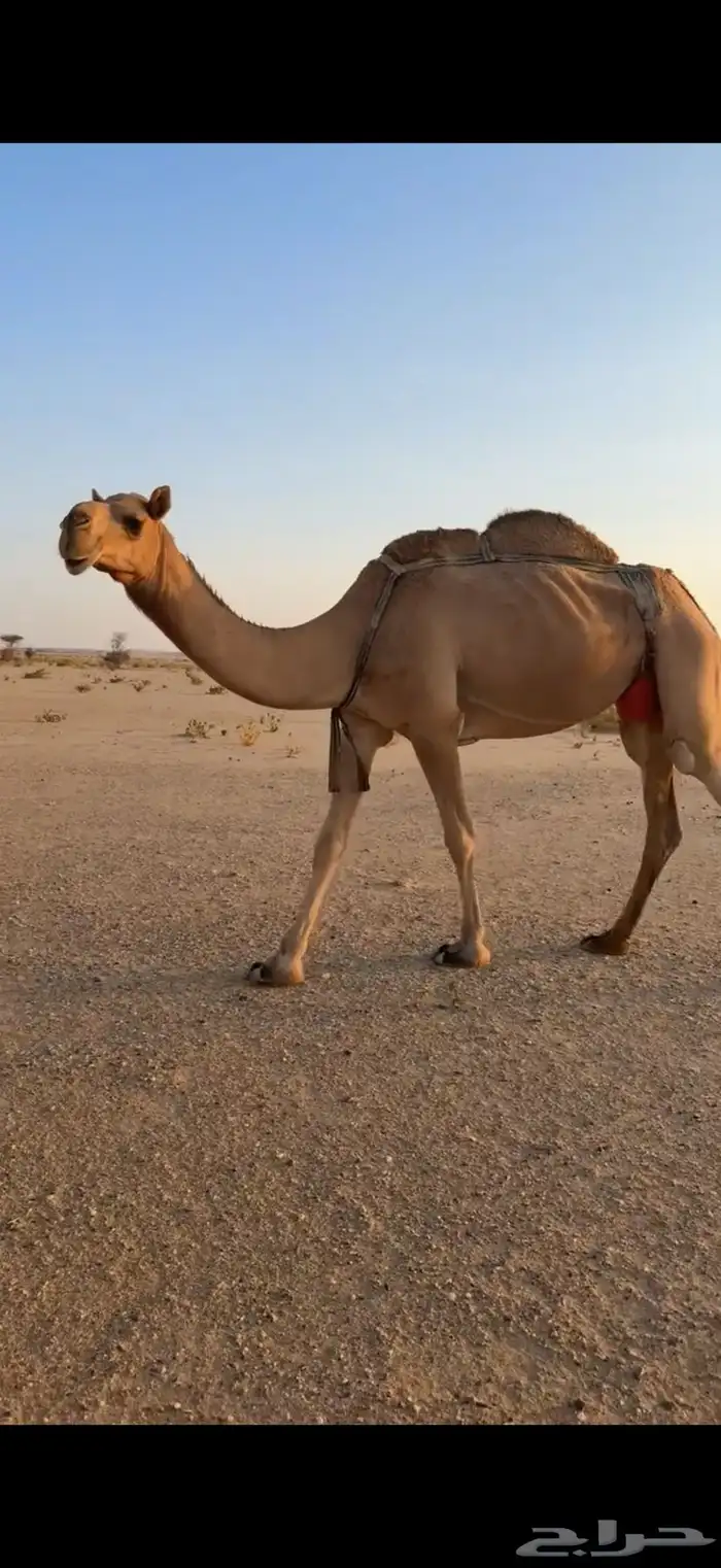 عشرا حمرا للبيع بدون حاشيها 2