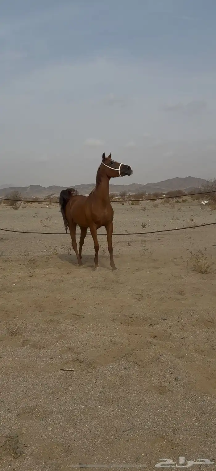 فرس شعبيه شيخه 0