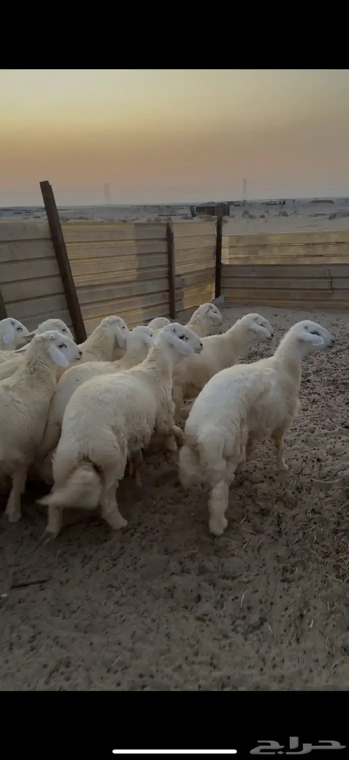 طليان جذعان كرامه حري ونعيم 0