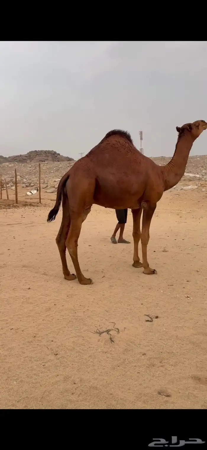 قعود ساحلي حمر دم 0