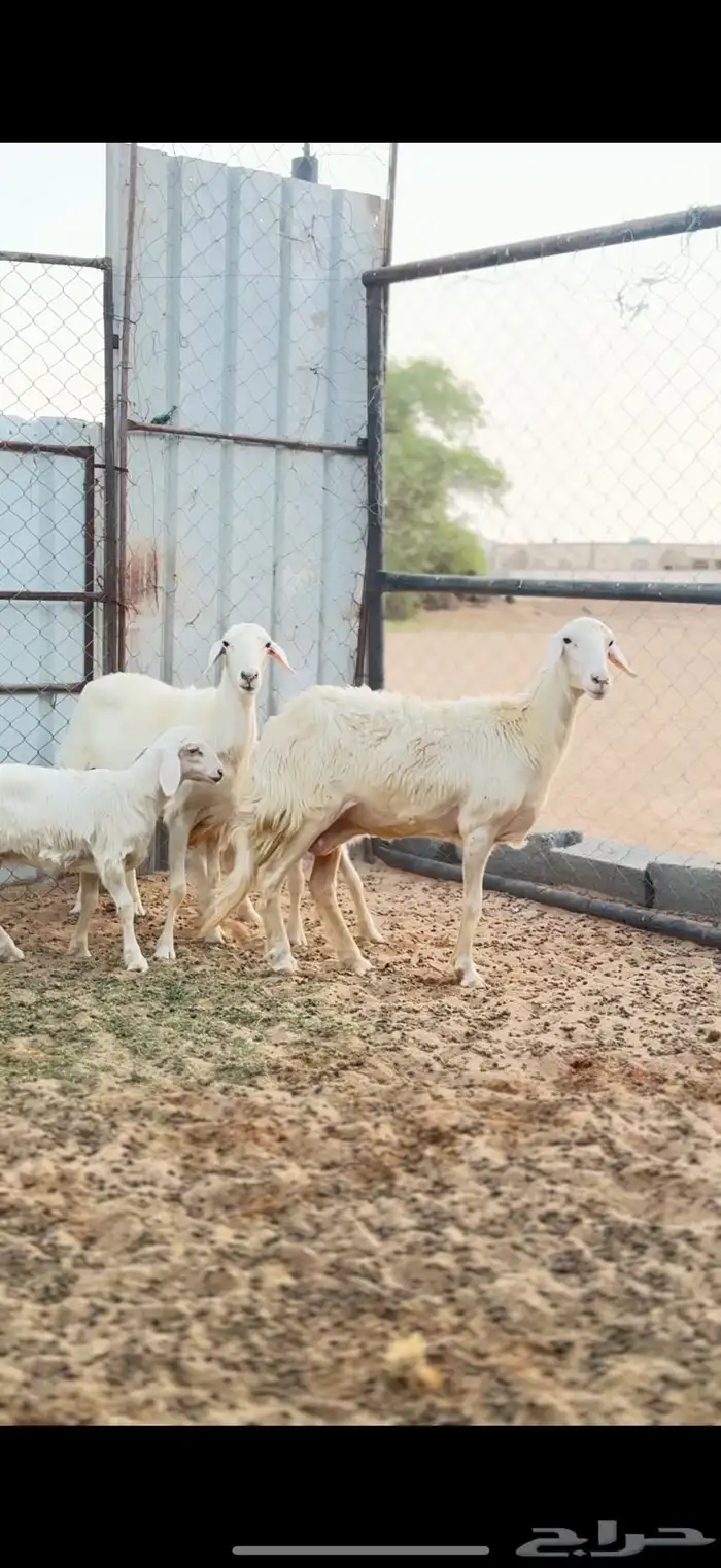 صنف غنم 0