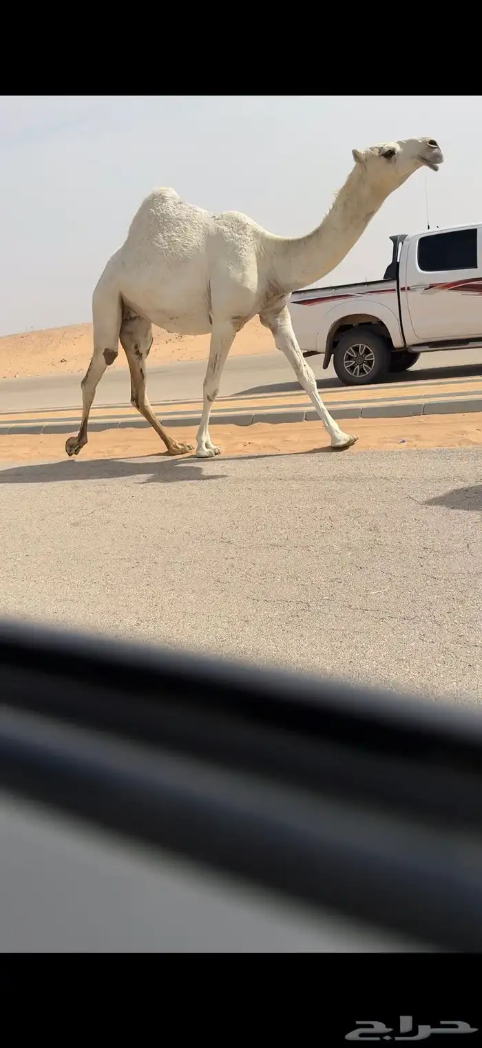 صروبه كفو 3