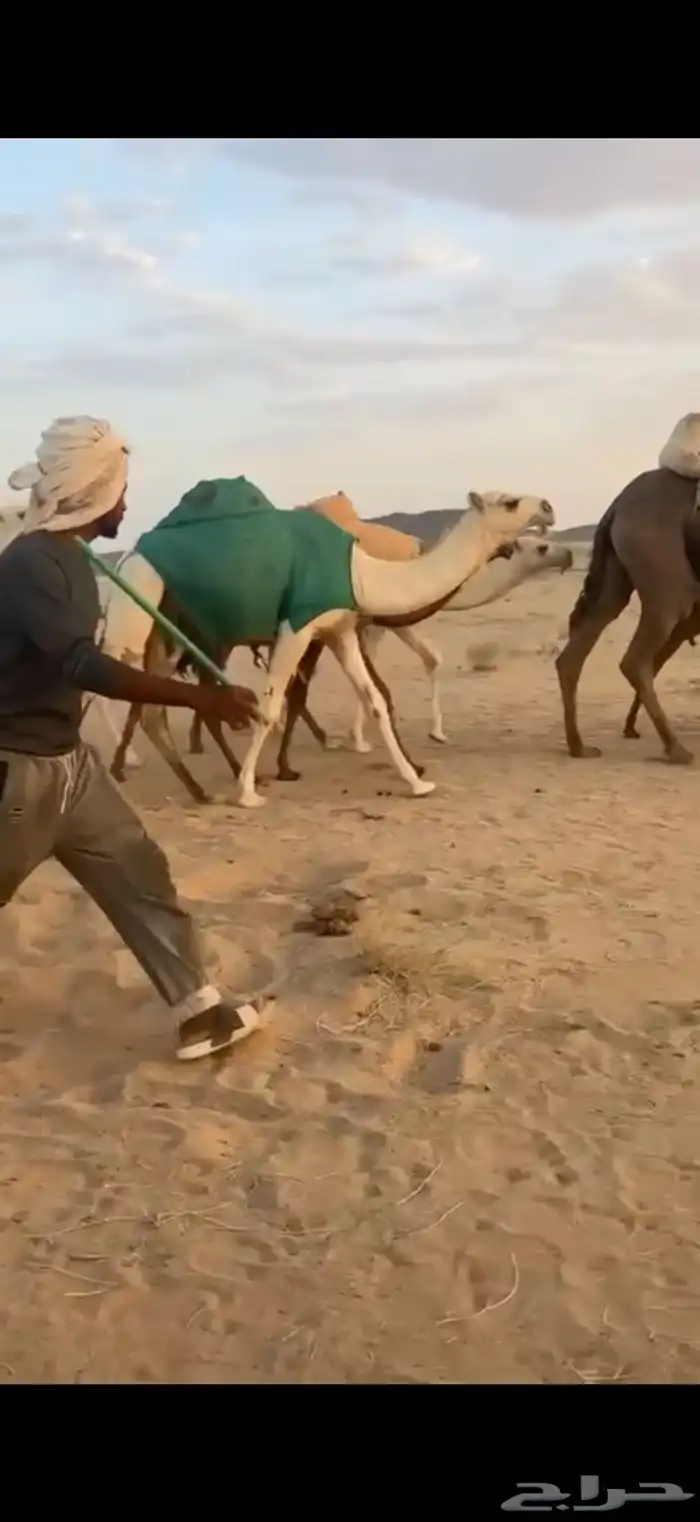 ناقه ضروبه عشرا منتج معزوله بنتها منها توها شاق 3