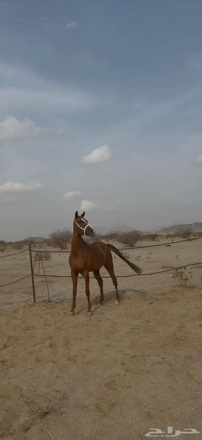 فرس شعبيه شيخه 1