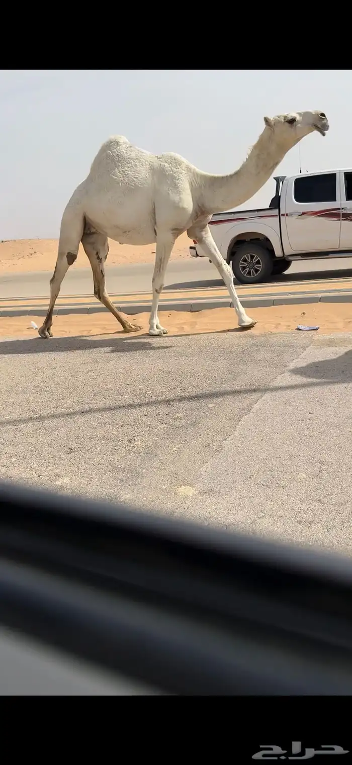 صروبه كفو 4