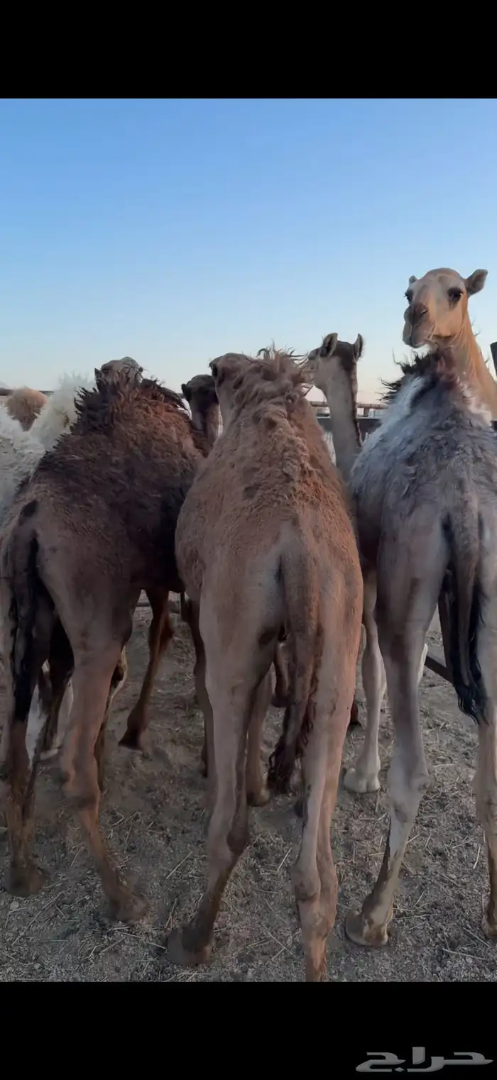 حشو تربيه انظاف 0