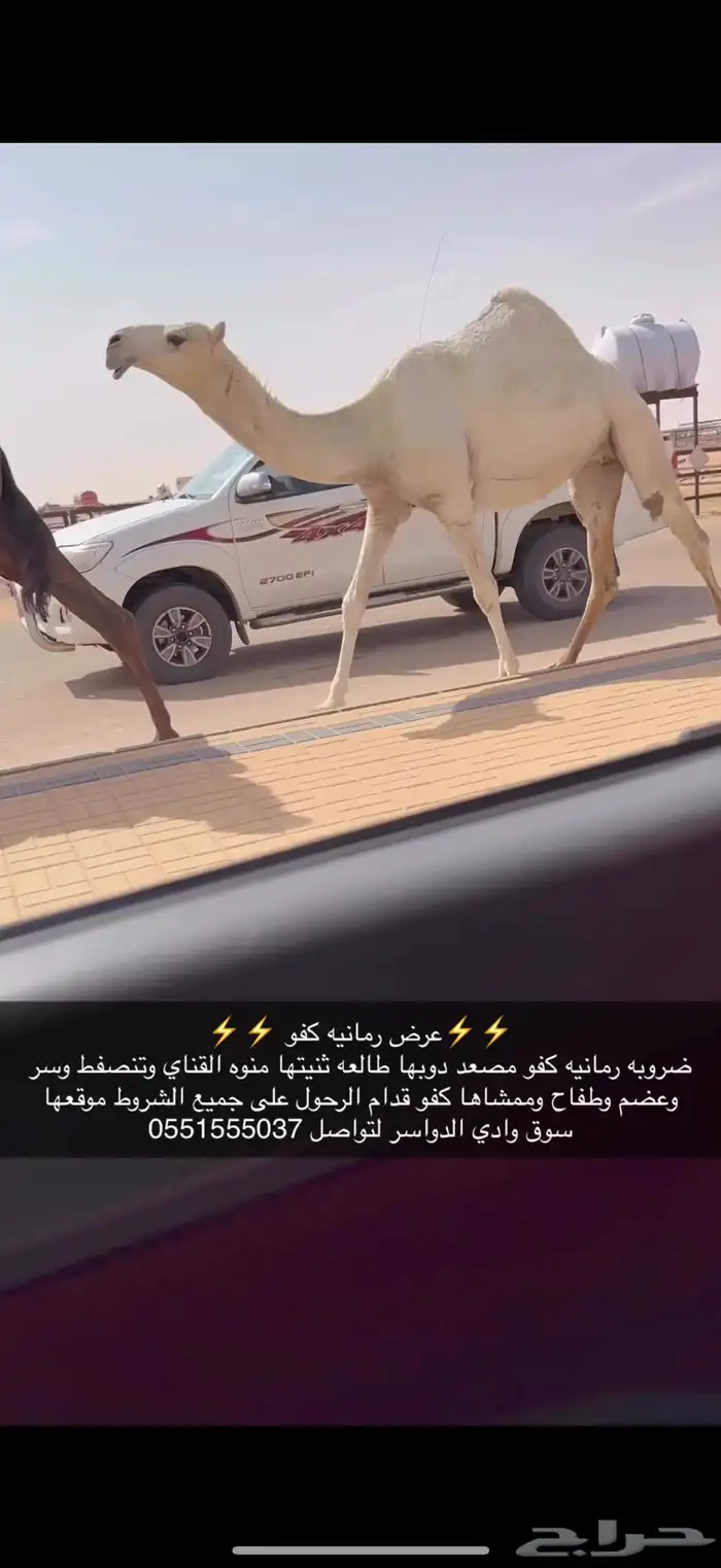 صروبه كفو 2