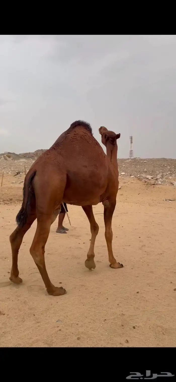 قعود ساحلي حمر دم 2