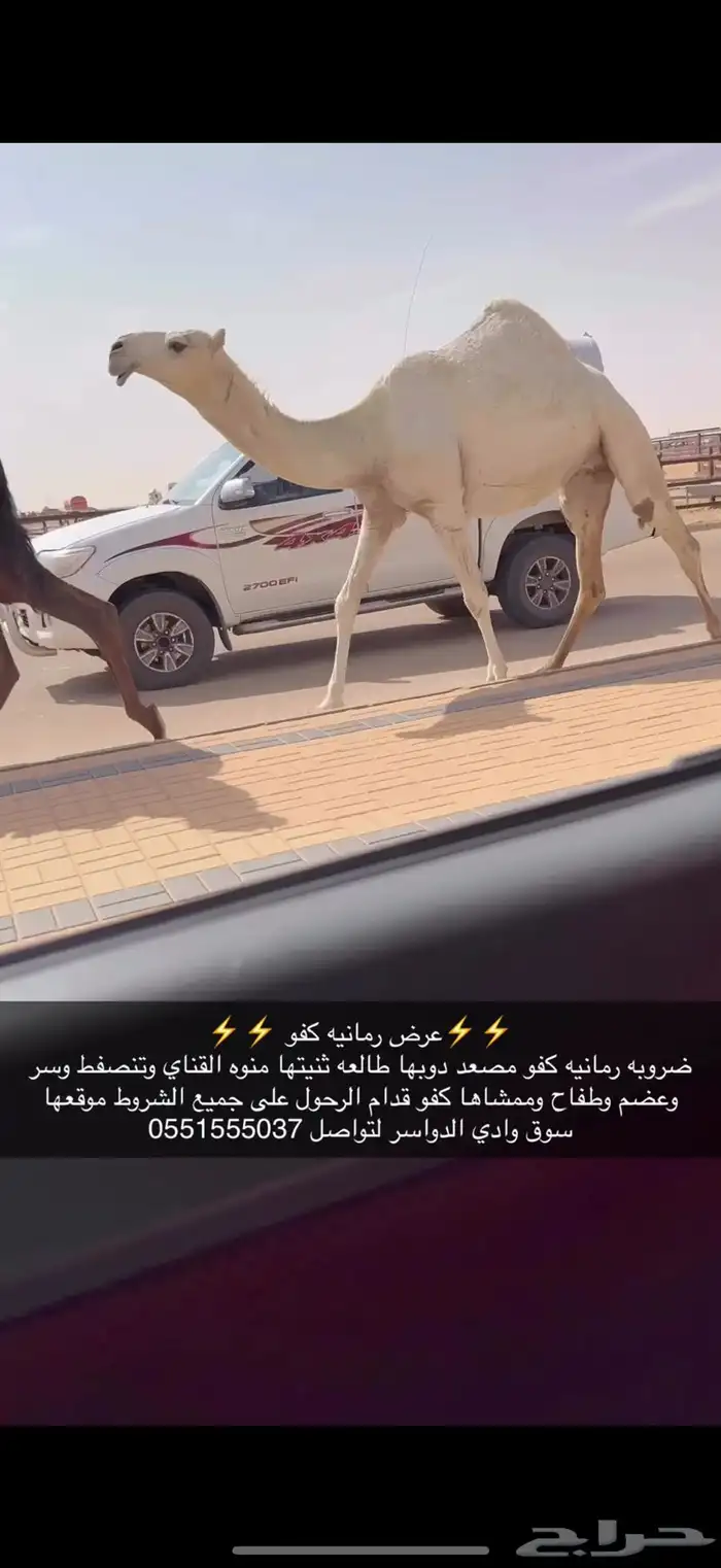صروبه كفو 1