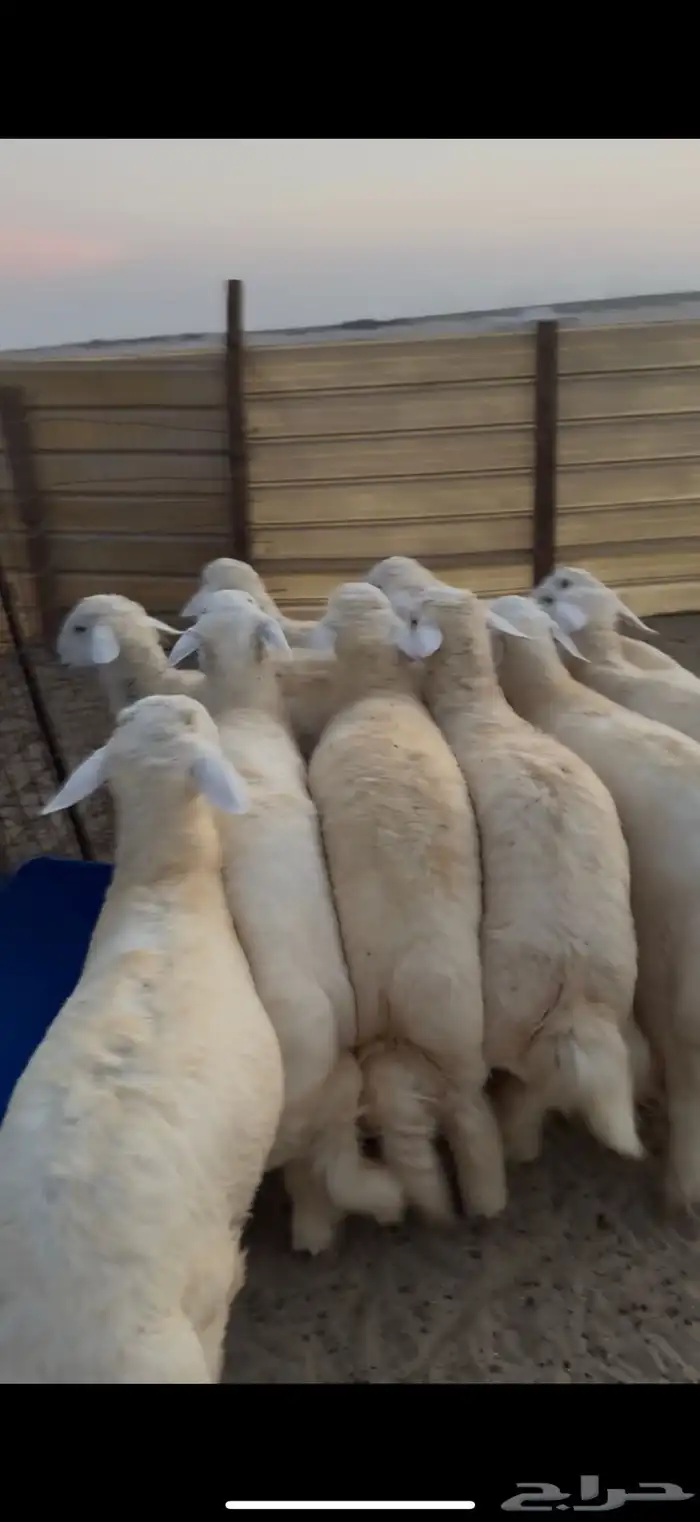 طليان جذعان كرامه حري ونعيم 1