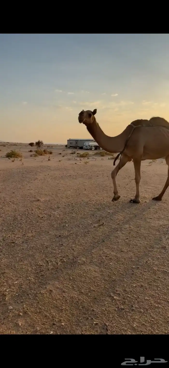 عشرا حمرا للبيع بدون حاشيها 1