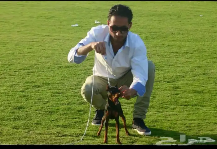 مدرب كلاب بالمنزل 4