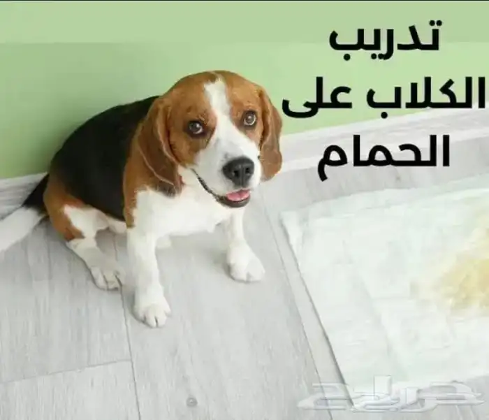 مدرب كلاب بالمنزل 1