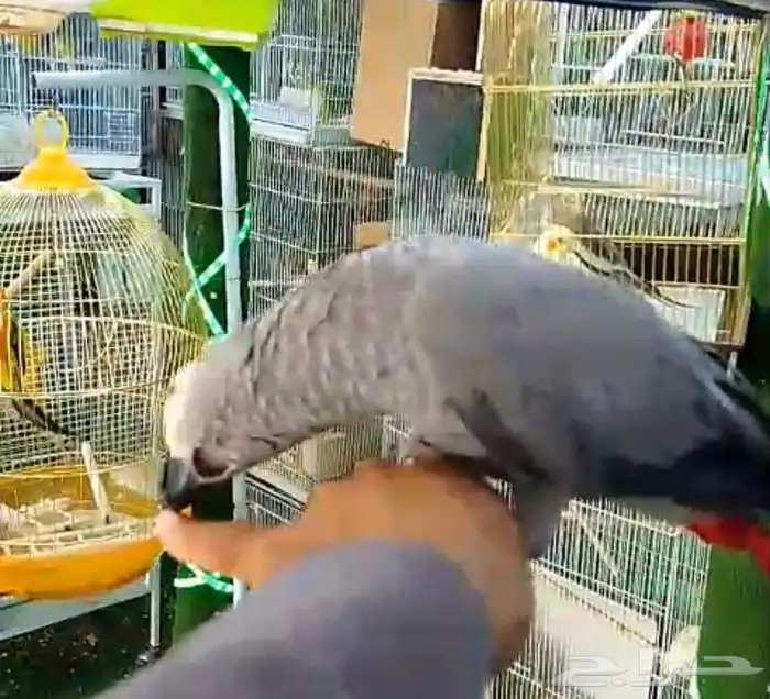 للبيع فرخ كاسكو اليف جدا 3