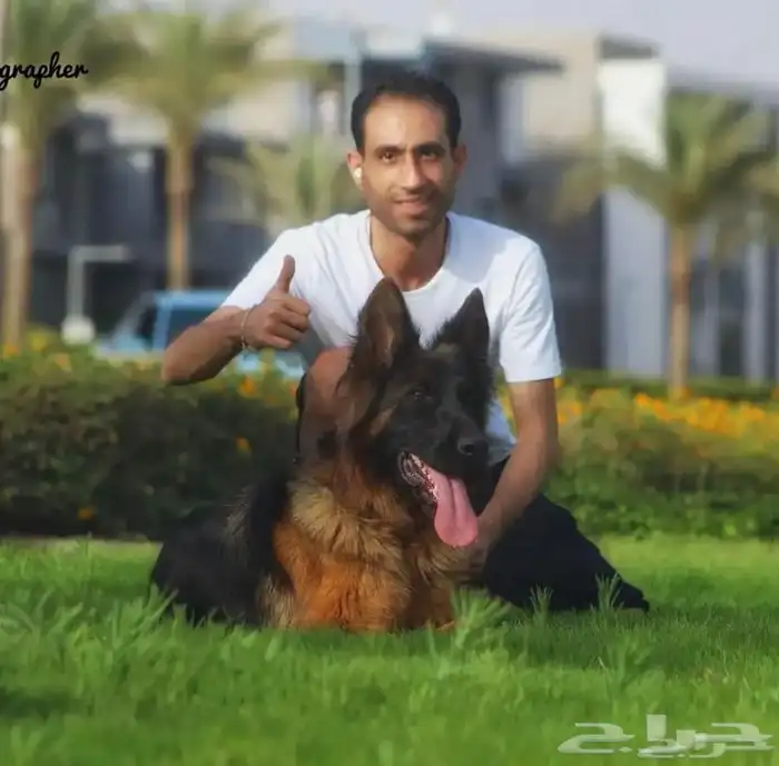 مدرب كلاب بالمنزل 8