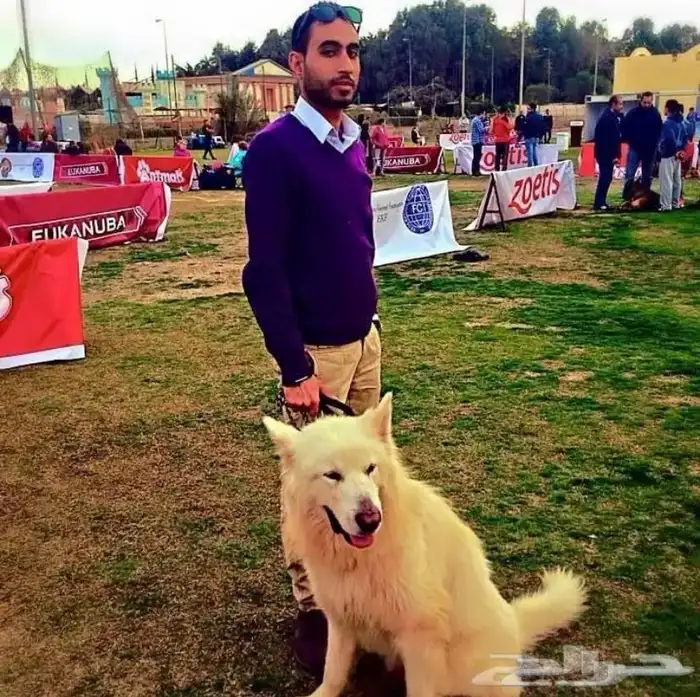 مدرب كلاب بالمنزل 6