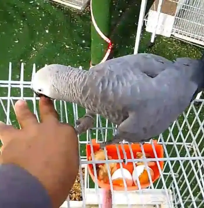 للبيع فرخ كاسكو اليف جدا 2