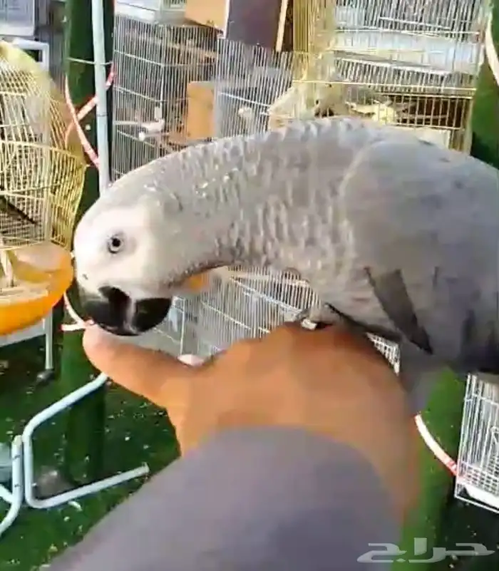 للبيع فرخ كاسكو اليف جدا 0