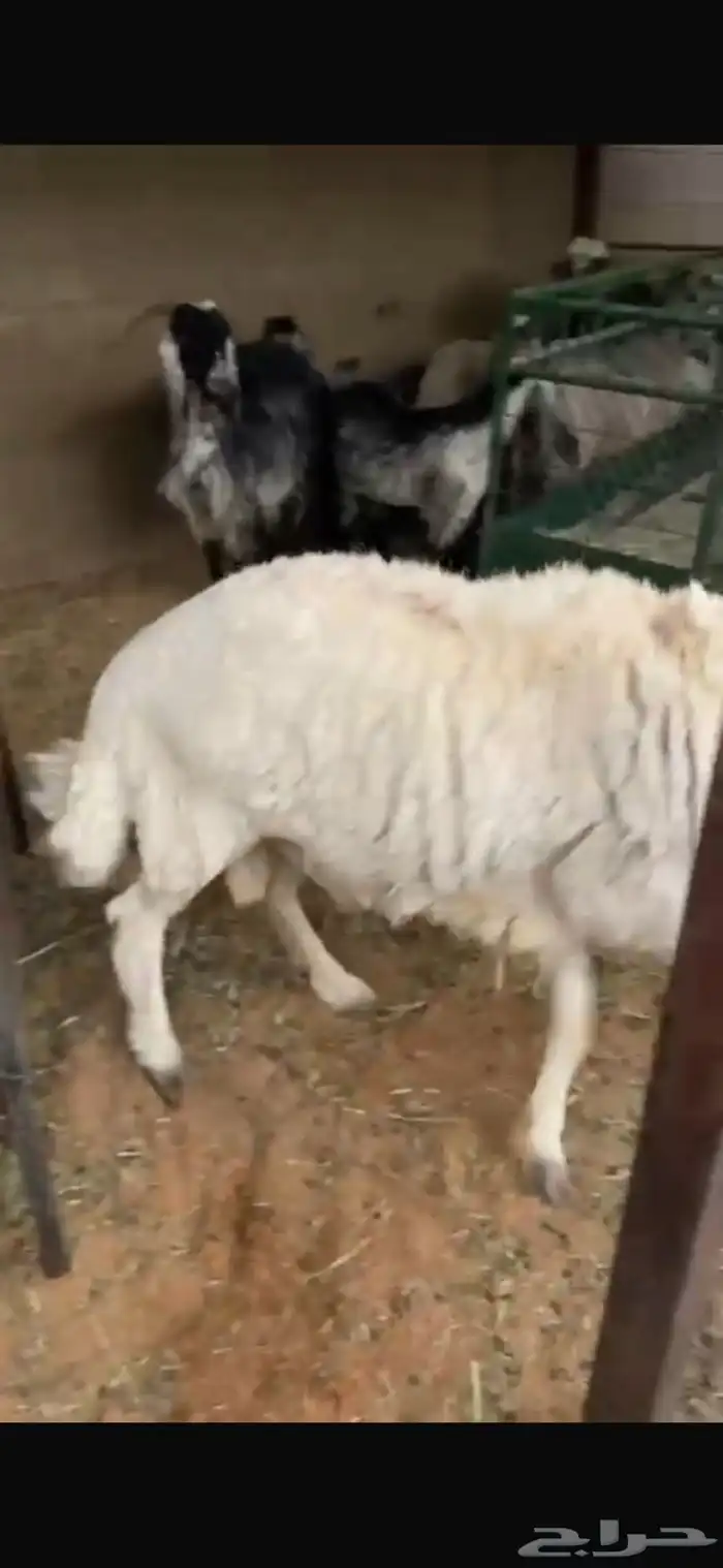 خروف سنه سديس ممنوع من الغنم له سنه فل شحم 3