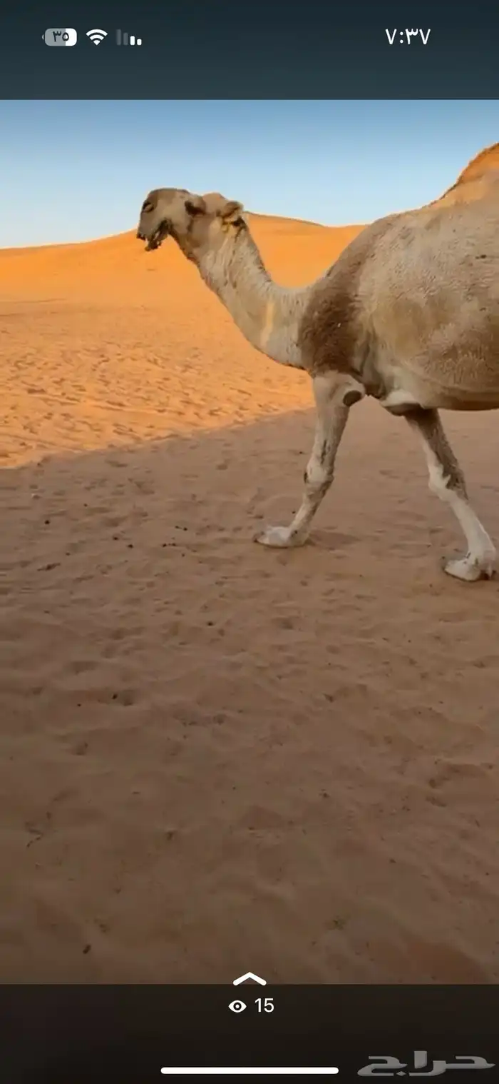 للبيع البعير الباتلي الكفو المنتج اخو مشاكل ابوعجاريد 3