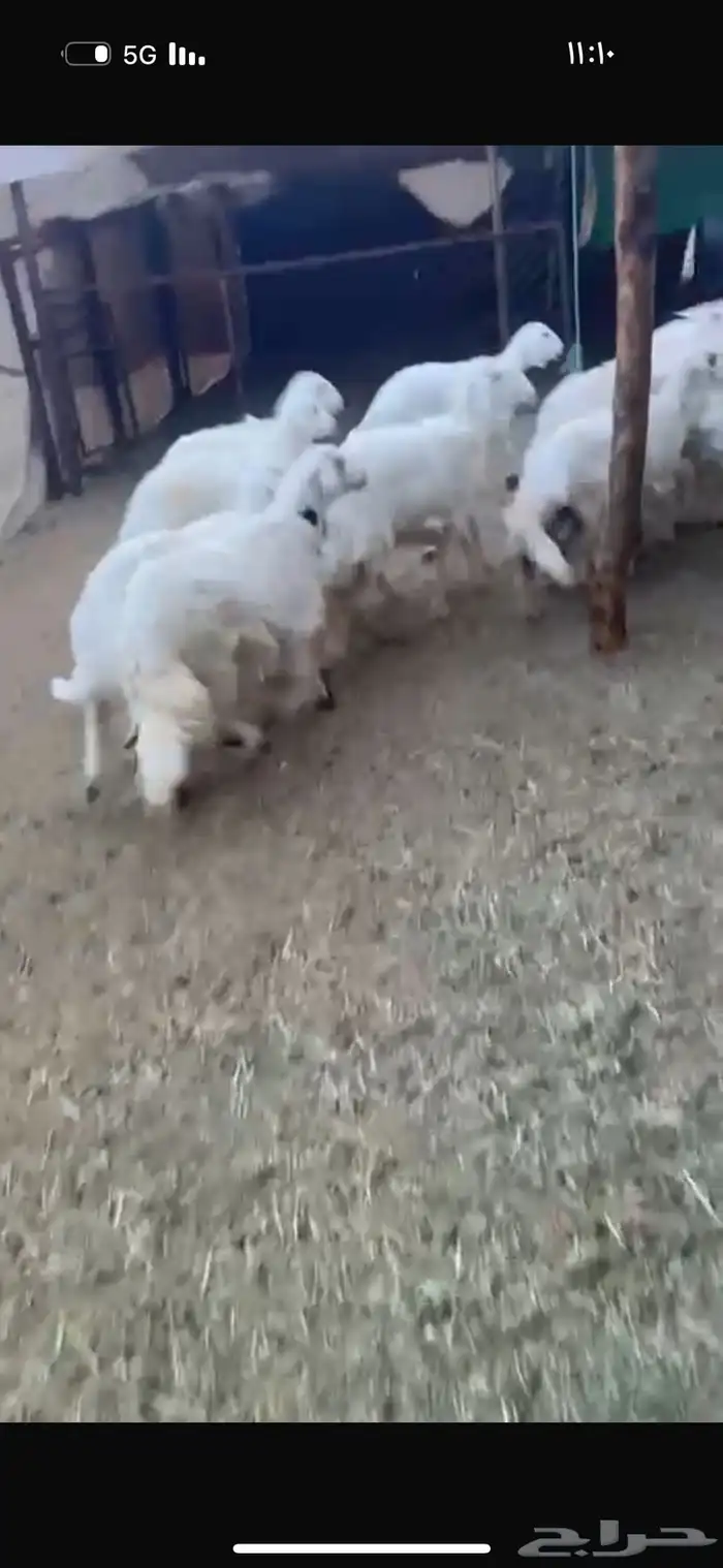 رخال كفو كفو 4