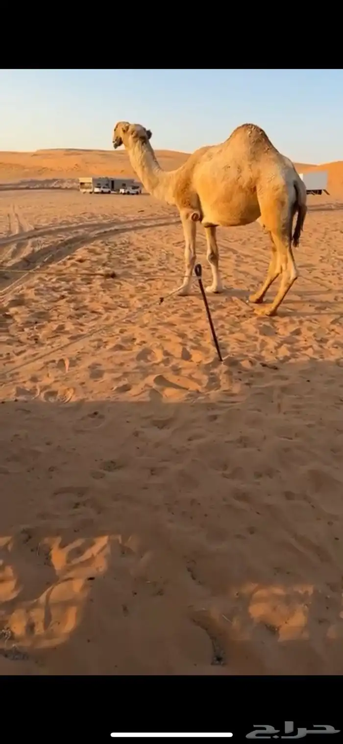للبيع البعير الباتلي الكفو المنتج اخو مشاكل ابوعجاريد 2