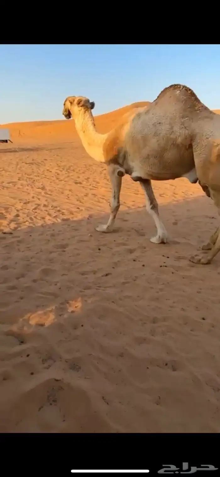 للبيع البعير الباتلي الكفو المنتج اخو مشاكل ابوعجاريد 1