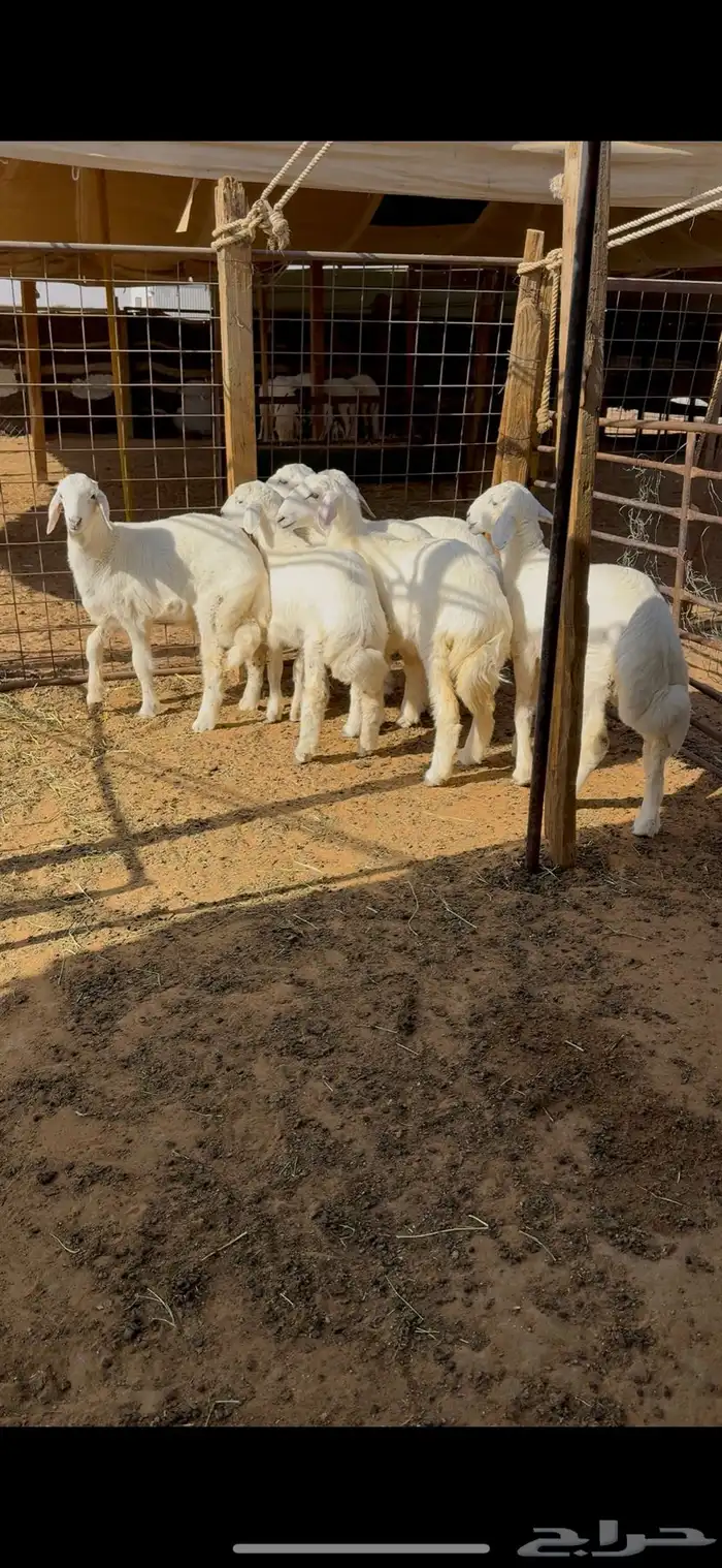 ذبايح هرفي حري 2