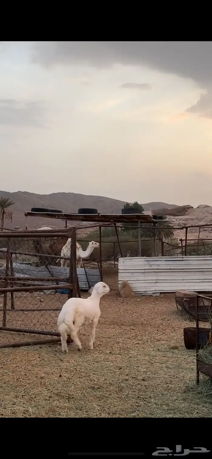 خروف مشروع صنف 0