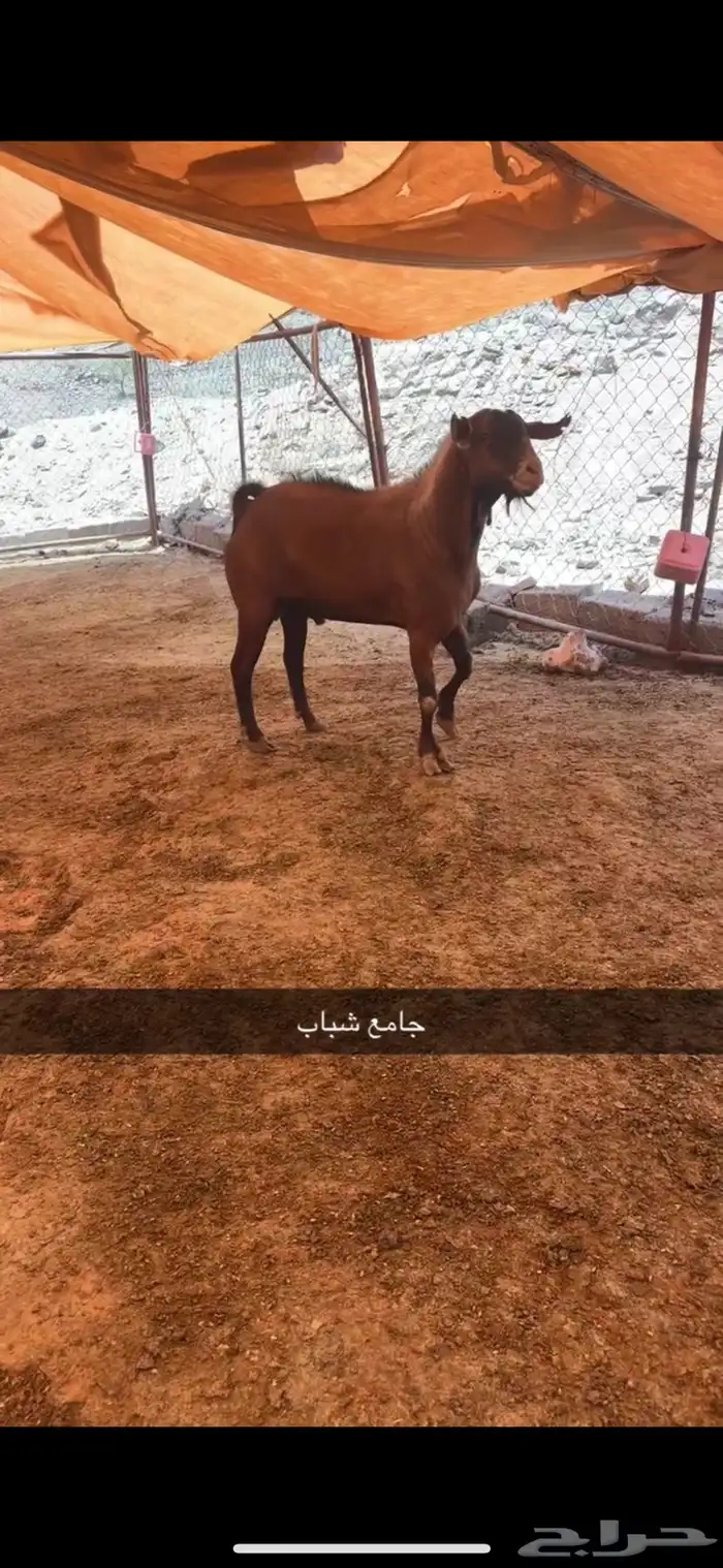 للبيع تيس احص فحل جرم ولون 0