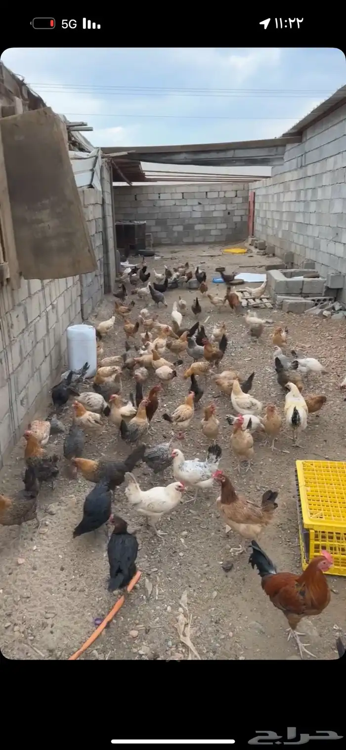 دجاج بلدي للبيع 0