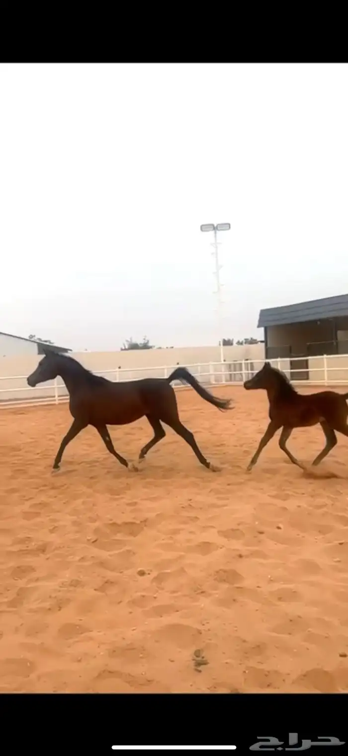 للبيع فرس دماء جمال فاخرة 7