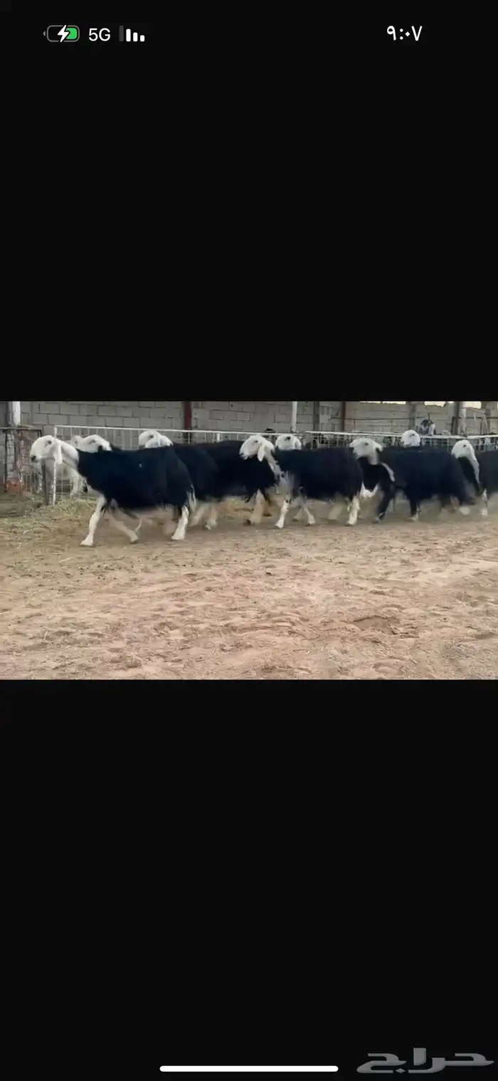 عرض بيع نجد 5